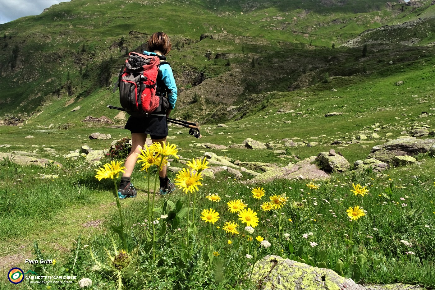 65 Scendiamo ai Laghi Gemelli tra fiori si doronico del granito (Doronicum clusii) in fiore.JPG